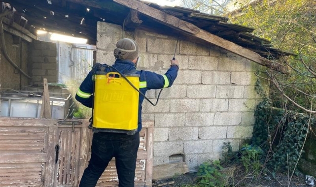 Zonguldak'ta kahverengi kokarcaya karşı mücadele sürüyor