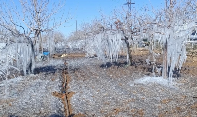 Adıyaman'da fıstık bahçesi buz tuttu