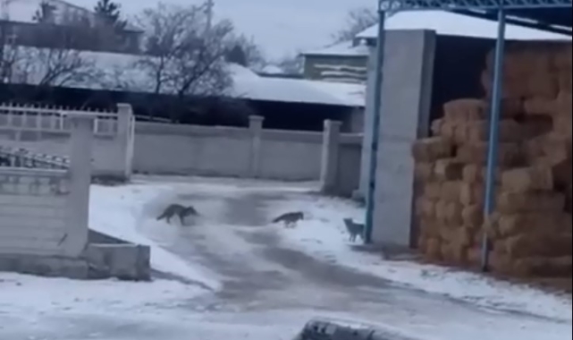 Aksaray'da tilkiler saman balyalarına yuva yaptı