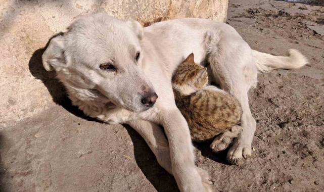 Akyaka'da kedi ve köpeğin dostluğu kamerada