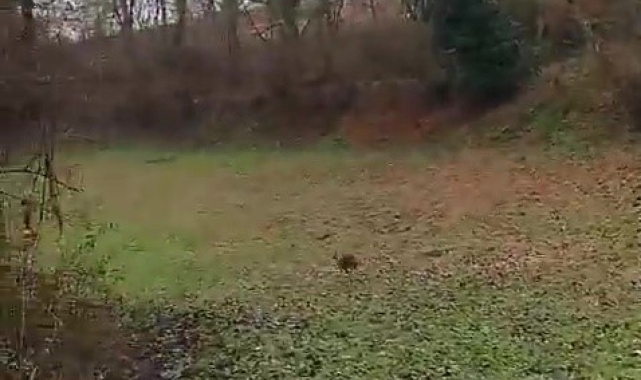 Aracın çarpması sonucu yaralanan çakal, tedavisinin ardından doğaya salındı