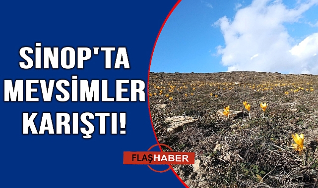 Baharın müjdecisi kış ayında çiçek açtı