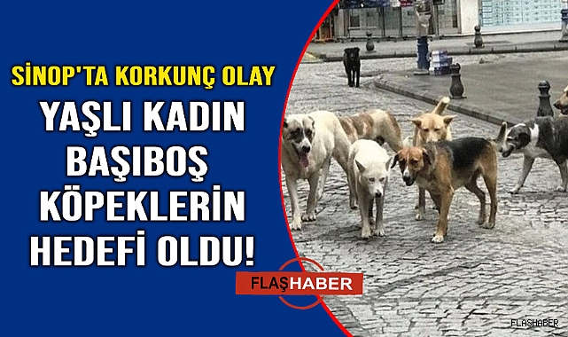 Başıboş köpekler yaşlı kadını hastanelik etti