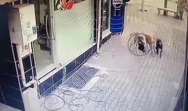 Başıboş sokak köpekleri tavuğu telef etti