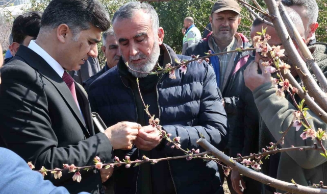 Başkan Vekili Şener, dondan zarar gören tarım arazilerinde incelemelerde bulundu