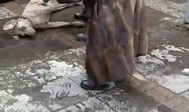 Beşiktaş'ta elektrik akımına kapılan köpek sahibini ısırdı, hattaki sorun giderildi