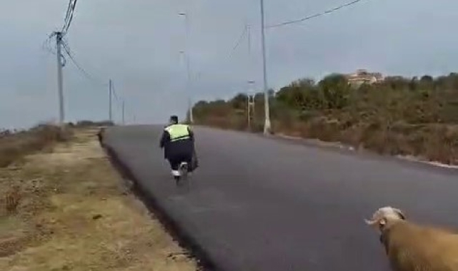 Beykoz'da koç, temizlik işçilerine zor anlar yaşattı