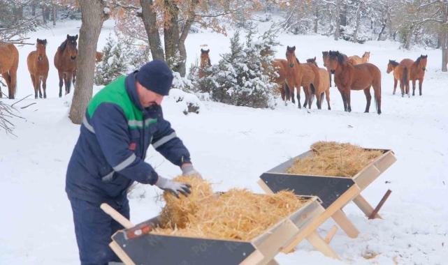Bolu Belediyesi ekipleri yılkı atlarını unutmadı