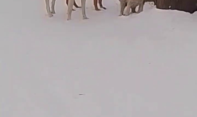 Boylarından büyük işe kalkıştılar: Yavru köpekler, köpek sürüsüne kafa tuttu