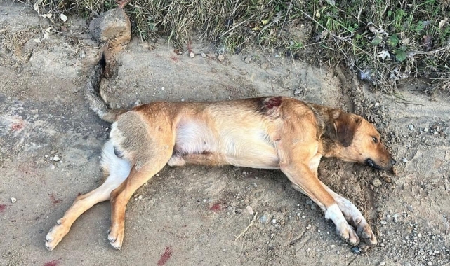 Büyükşehir Belediyesi ekipleri, ateşli silahla vurulan köpeğini kurtarmak için seferber oldu
