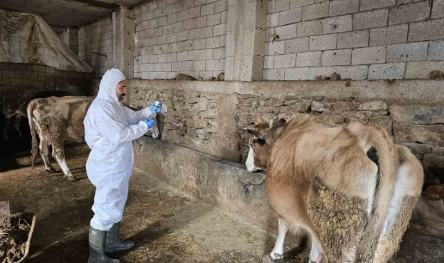 Çanakdüzü köyünde şap alarmı, bölge karantinaya alındı