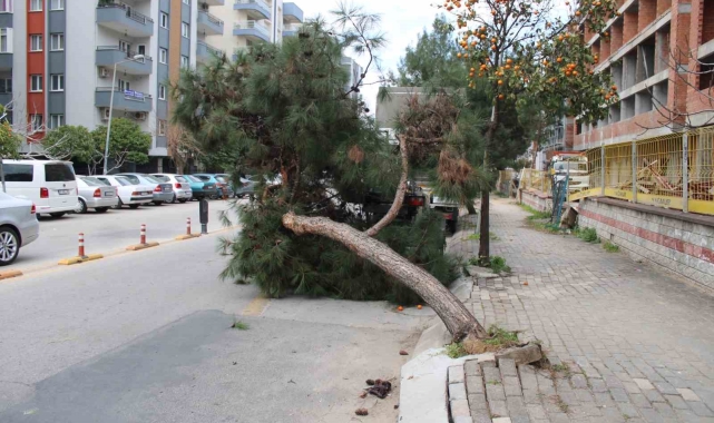 Devrilen ağaç yolu trafiğe kapattı