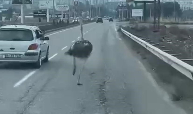 Diyarbakır'da trafikte deve kuşu şaşkınlığı