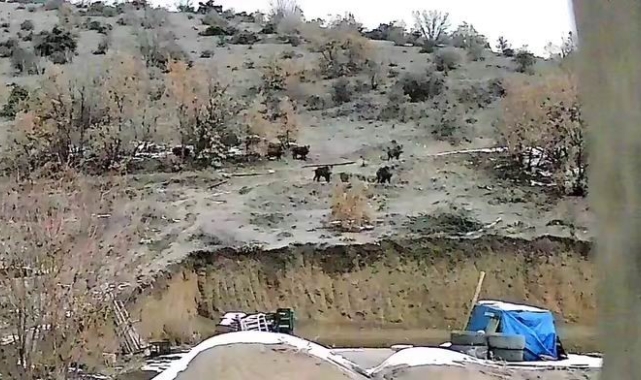Doğal ortamında yiyecek bulmakta zorlanan domuzlar yerleşim yerine indi