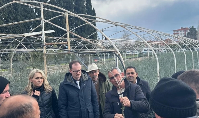 Edremit'te zeytinde budama kursu kursiyerlerine teknik eğitim