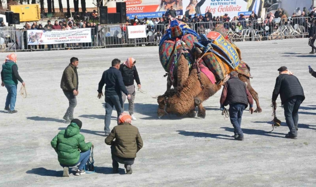 Efeler&#039;de deve güreşi festivali coşkusu