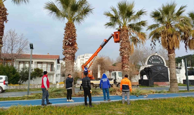 Erdek'te palmiyeler kuruyor, belediye tedbir almada geç kaldı