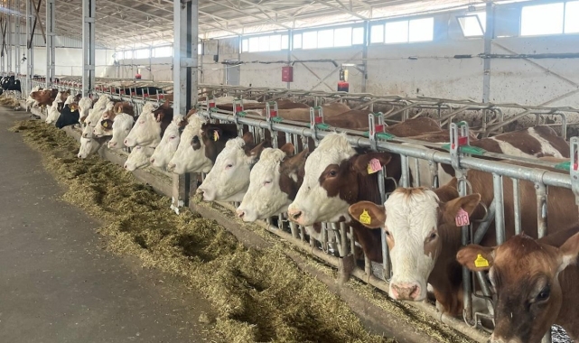 Erzincan'da 4 işletme arilik için başvurdu