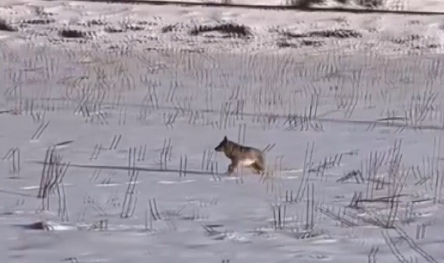 Erzincan'da kurt korkusu