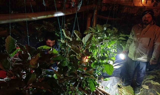 Gazipaşa'da dondurucu soğukta zirai don nöbeti