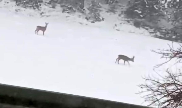 Geyiklerin kar neşesi kamerada