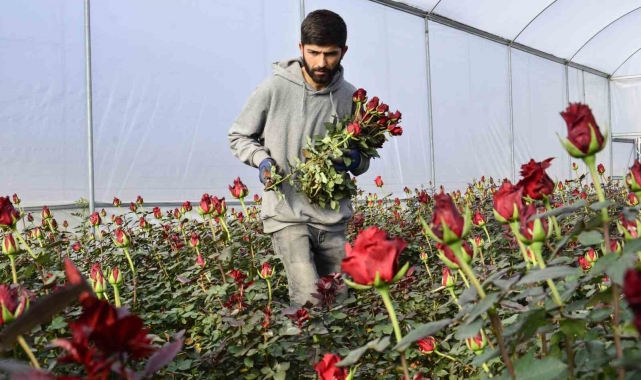 Gül üreticileri ve çiçekçi esnafını '14 Şubat' telaşı sardı