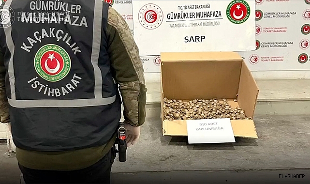 Gümrük Kapısı'nda 910 su kaplumbağası ele geçirildi