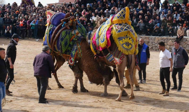Havran'da geleneksel deve güreşleri büyük ilgi gördü