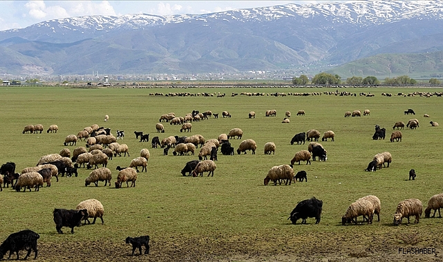 Hayvancılığa Destek Projesi kırmızı et üretimini artıracak