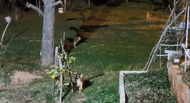Her gün kapısına gelen çakalları ekmekle besliyor