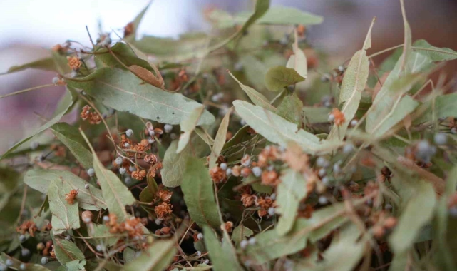 Ihlamur altınla yarışınca ilgi, kış çaylarına kaydı