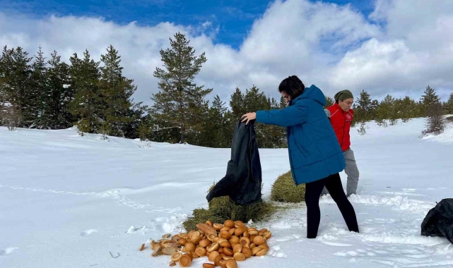 Ilgaz Dağı'nda yayvanlar için yiyecek bırakıldı