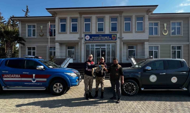Jandarmadan yaralı tilkiye şefkat eli