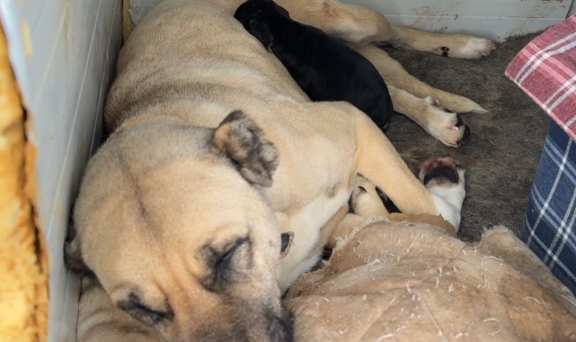 Kangal köpeğinin yavru köpek merhameti iç ısıttı