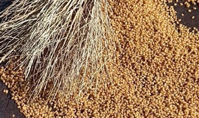 Karapınar Kavurgası, coğrafi işaretli ürün oldu