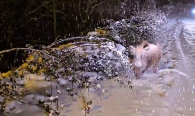 Karşısına çıkan yaban domuzunu &quot;gel oğlum&quot; diyerek çağırdı