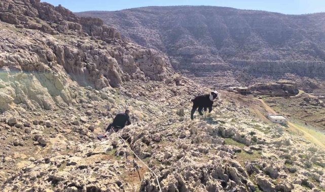 Kayalıkta mahsur kalan 17 oğlak kurtarıldı