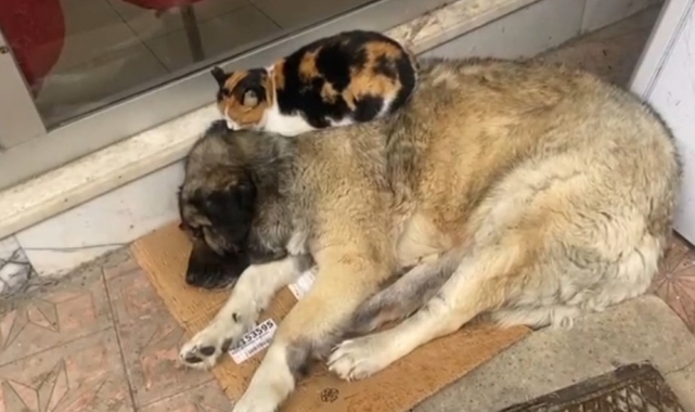 Kedi, soğuktan korunmak için köpeğe sığındı: O anlar yürekleri ısıttı