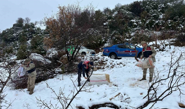 Kilis Jandarma ekipleri yaban hayvanlarını unutmadı