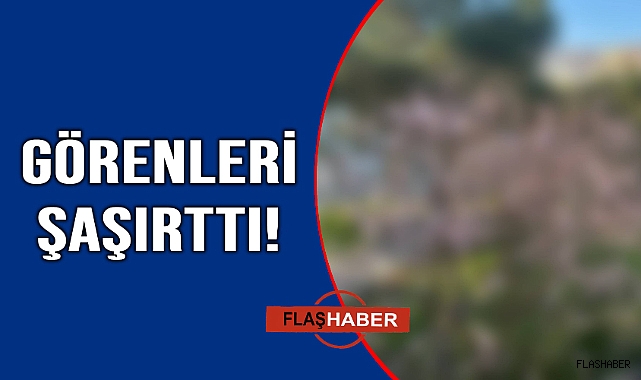 Kiraz ağacı Şubat'ta çiçek açtı
