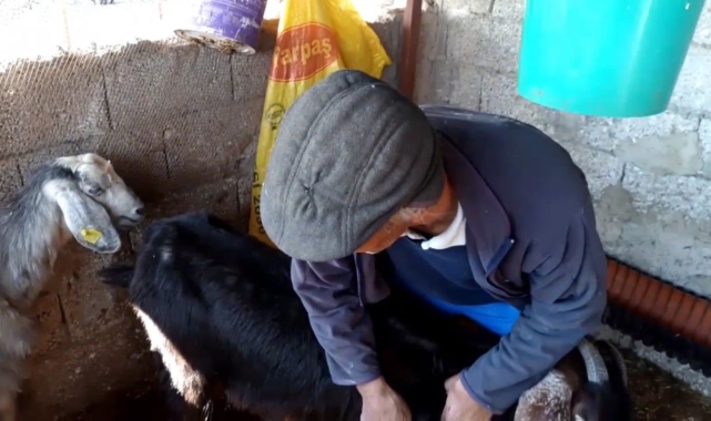 Köpekler dehşet saçtı: Gebe 26 hayvan telef oldu