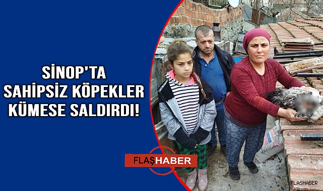 Kümese giren sahipsiz köpekler, tavukları telef etti