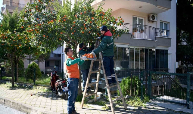Kuşadası'nda turunç meyvesinin en tatlı yolculuğu başladı