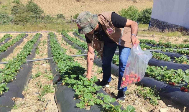 Manisa'da üreticilere yasaklı madde uyarısı