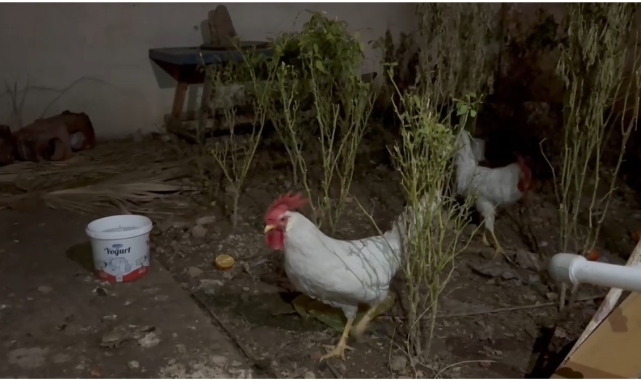Mardin'de yılbaşında kesilen tavuk, horozu dile getirdi