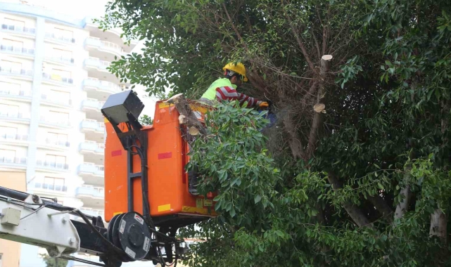 Mersin Erdemli'de budanan dallar odun oluyor vatandaşların evleri ısınıyor