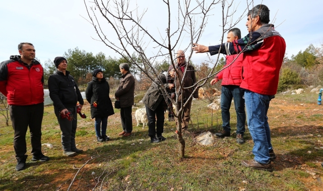 Muğla'da üreticilere meyve ağaçlarında budama eğitimi verildi