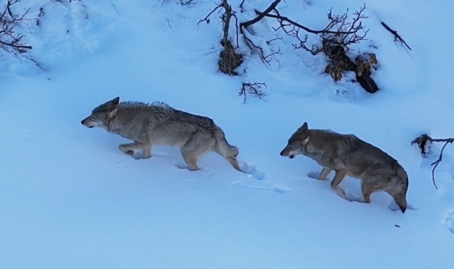 Munzur Vadisi'nde kurtlar görüntülendi