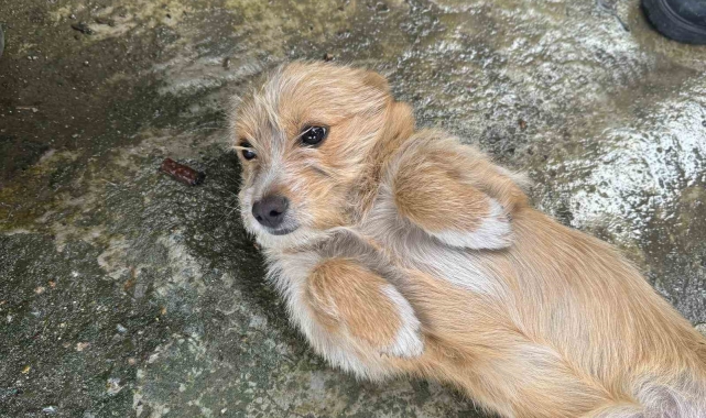 Önce çöpü attı sonra köpeğini sokağa bırakıp gitti, o anlar güvenlik kamerasında