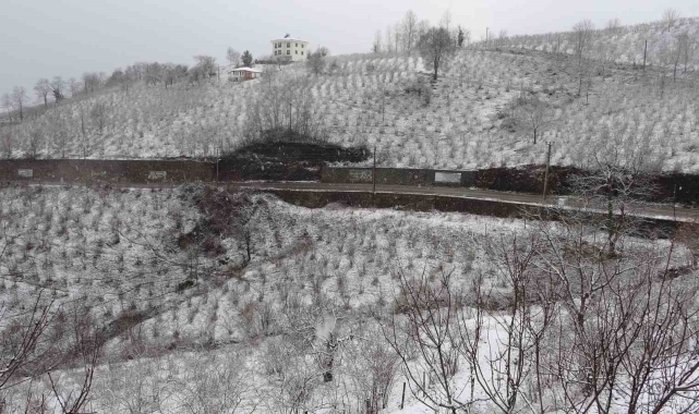 'Ordu'da etkili olan kar fındık için zararlı değil, yararlı'